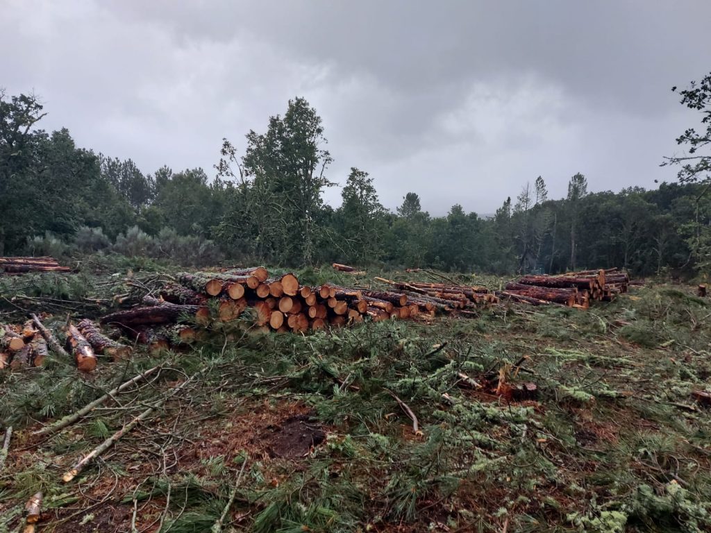 Explotaciones forestales